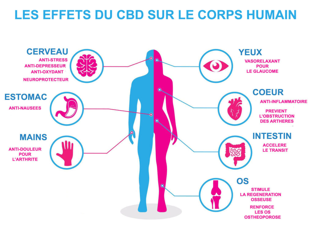 les effets du CBD sur le corps humain