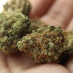 CBD-Blüten auswählen