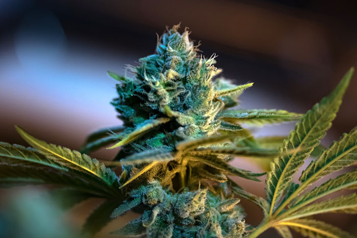 plant de cannabidiol, têtes de cbd