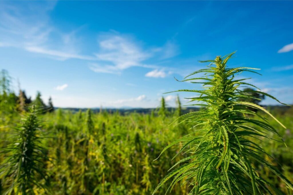L'histoire du cannabis et du CBD