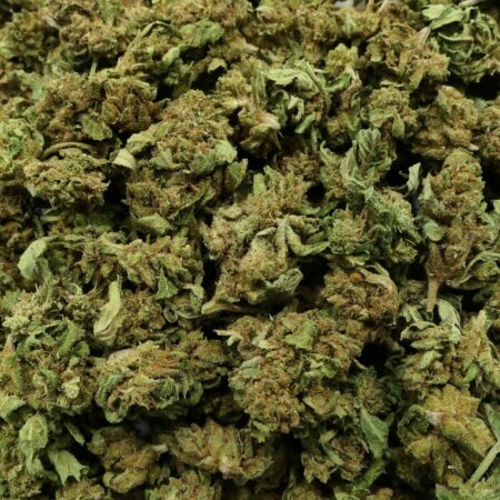 Small bud jack herrer - FLEUR CBD