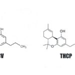 THCV THCP molécules
