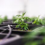 kender hajtás HHCPO