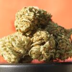 FLeur de cbn-o (Acetate de Cannabinol-O)