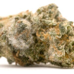 muffa di fiori di cbd