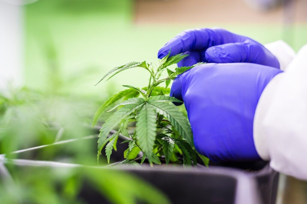 gros plans Une pousse de cbd tenue par des mains gantées