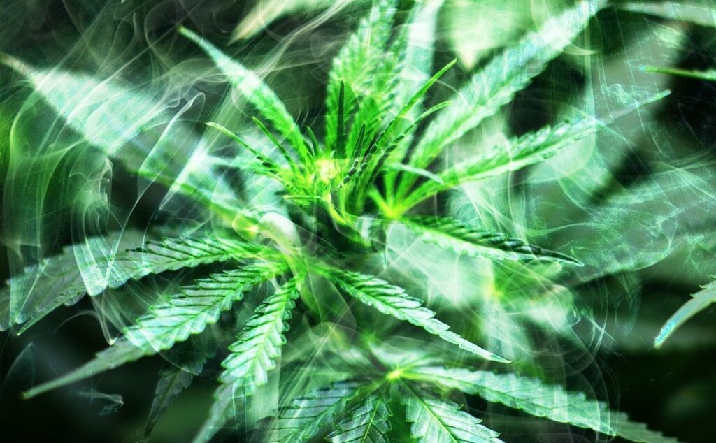 cadre serré sur une plante de cannabis avec un effet fumée
