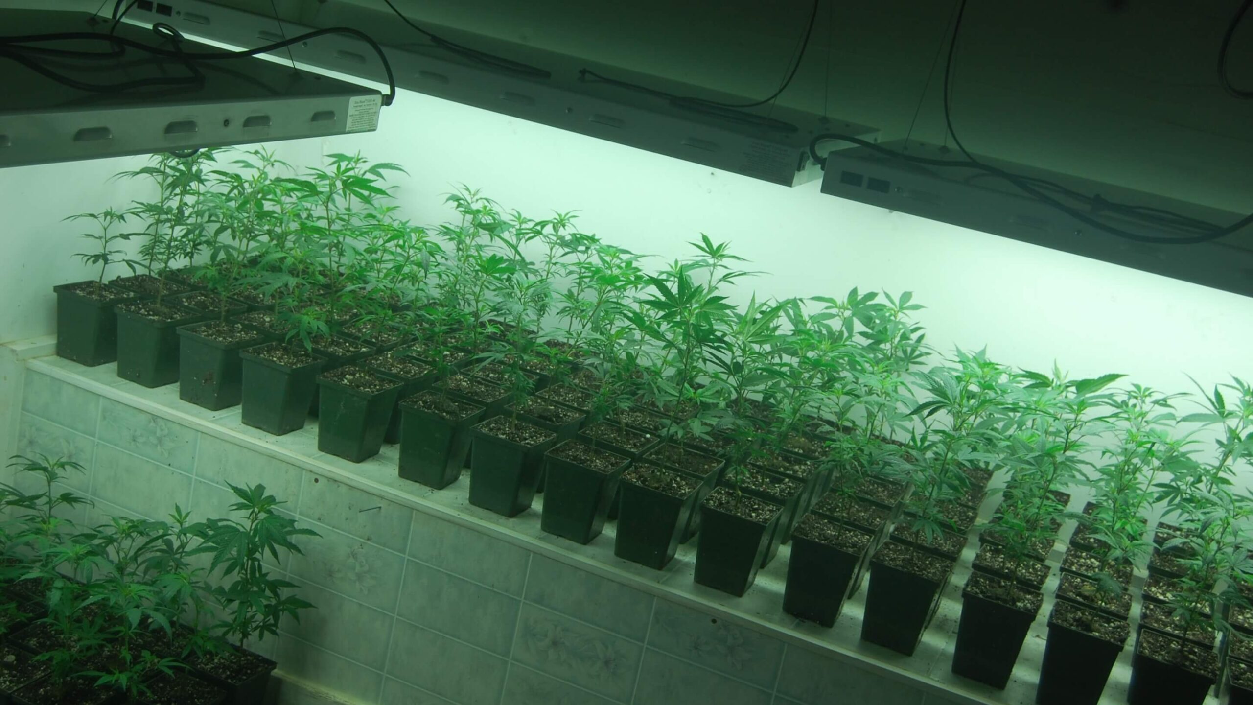 vue de pousse de chanvre dans un laboratoire