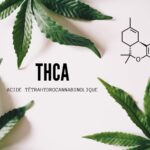 image de présentation du thca