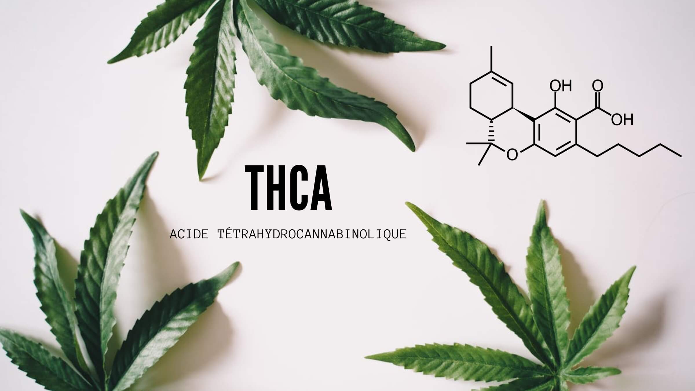 image de présentation du thca