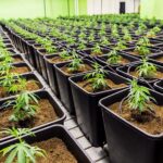 Fleurs de cbd 8 oh hhc en culture en laboratoire