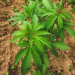 Une plante de chanvre THCV poussant en terre