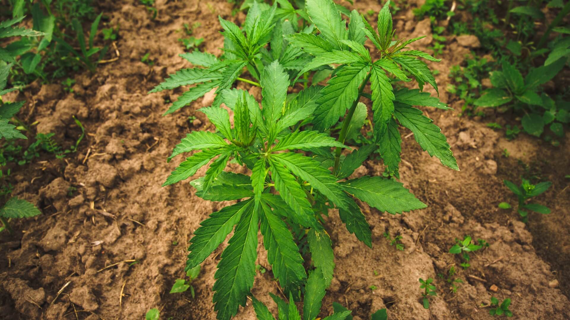 Une plante de chanvre THCV poussant en terre
